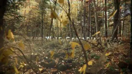 CBC The Nature of Things - The Wild Canadian Year: Winter (2017)