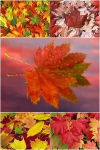 Wallpapers - Leafs Pack [HQ]