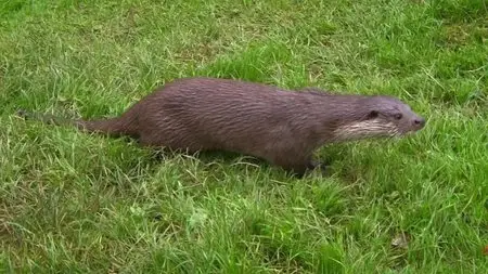BBC - Springwatch Guide to Otters (2013)