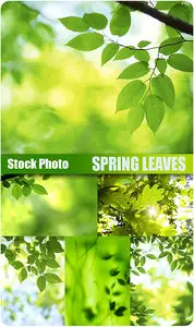 Stock Photo - Spring Leaves
