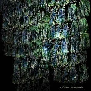 Clan Caimán - Asoma (2021) [Official Digital Download]