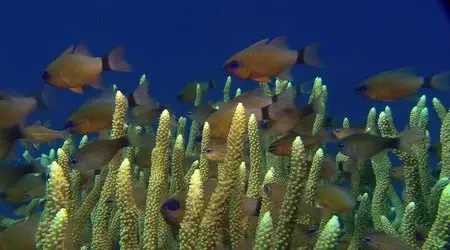 HDScape: Ocean Aquarium (2008)
