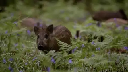 Wild Britain S01E02