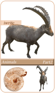 Animals part2