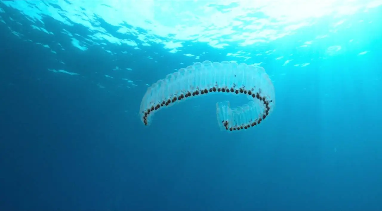 Voyage of Time: Life's Journey (2016)