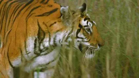BBC - Natural World: Tiger Kill (2008)