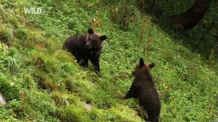 National Geographic - Japan's Wild Secrets (2012)