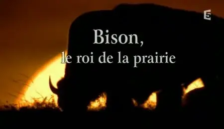 (Fr5) Bison, le roi de la prairie (2011)