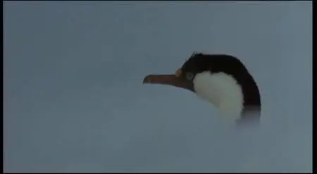 (Fiction Naturaliste) L'Arche et les Déluges [DVDrip] 