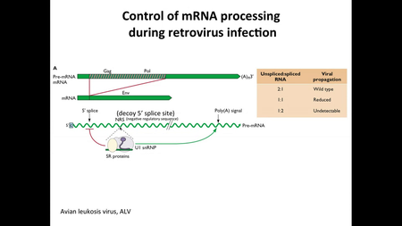 Coursera - Virology I: How Viruses Work (Columbia University)