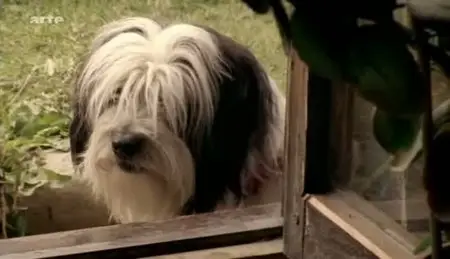 (Arte) Gordo ou les péripéties d'un chien à Ushuaïa (2011)