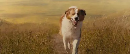 Bailey - Ein Hund kehrt zurück / A Dog's Journey (2019)