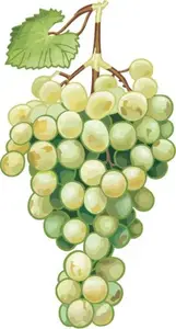 Vector Fruits Collection #12