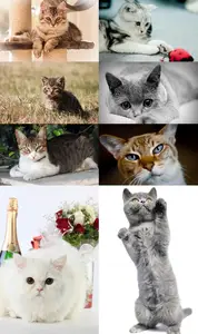 Cats raster graphics