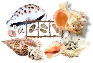 Shells PNG Pictures Collection