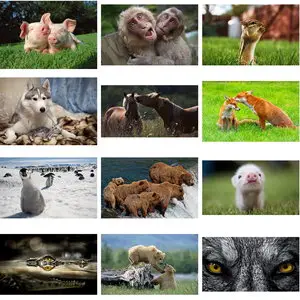 Wallpapers Animals. Set 23