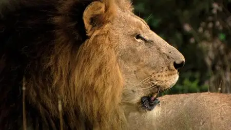 White Lion (2010) (Repost)