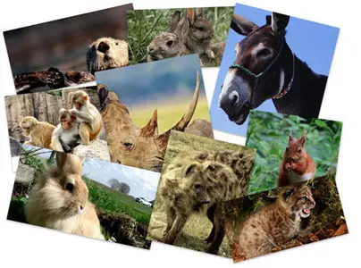 90 Beautiful Animals HQ Wallpapers