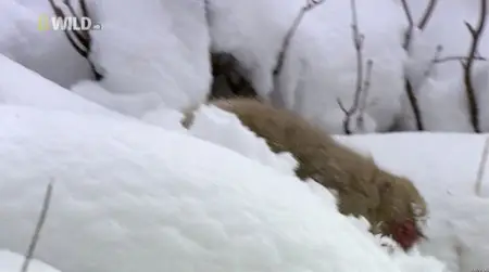 National Geographic - Japan's Wild Secrets (2012)