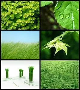 Vista Green Wallpaper V4