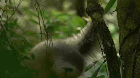 BBC Natural World - Madagascar, Lemurs and Spies (2012)