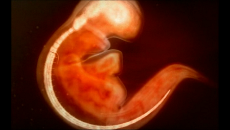 The Secret Life of the Brain (2009)