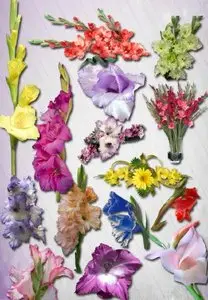 Gladiolus PNG Files