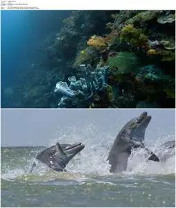 Diving with Dolphins (2020)