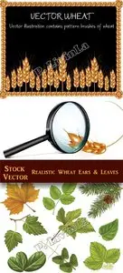 Stock Vector - Realistic Wheat Ears & Leaves