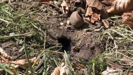 ORF - Secrets of Bumblebees (2014)
