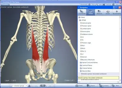 Primal Pictures:  Anatomy of the Spine DVD 1.0