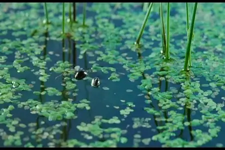 La cle des champs/The Field of Enchantment (2011)