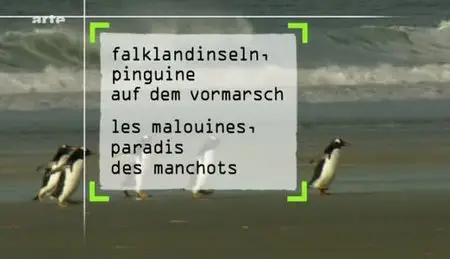 (Arte) Les Malouines, le paradis des manchots (2010)