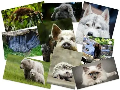 150 Beautiful Animals HD Wallpapers Mix