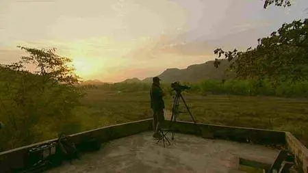 BBC - Natural World: Tiger Kill (2008)