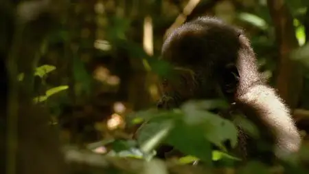 Doclights - Gorillas: Rumble in the Jungle (2020)