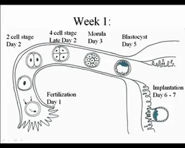 Basic Human Embryology - Temple University School of Medicine (Repost)