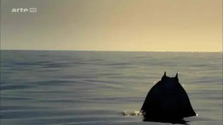 Dans le sillage des requins - Ep (02/04) - La vie secrète (2015)