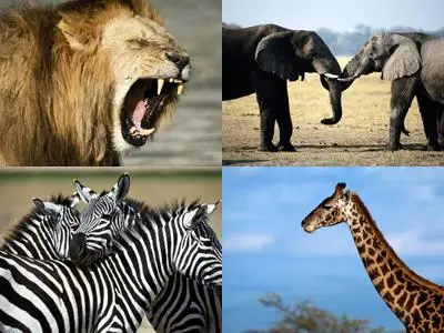 Wallpapers - African animals