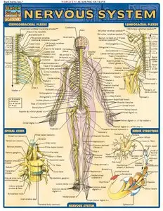 Nervous System by Inc. BarCharts [Repost]