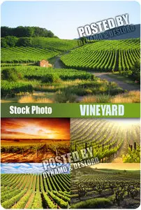 Vineyard - UHQ Stock Photo