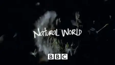 BBC - Natural World: Chimps of the Lost Gorge (2011)