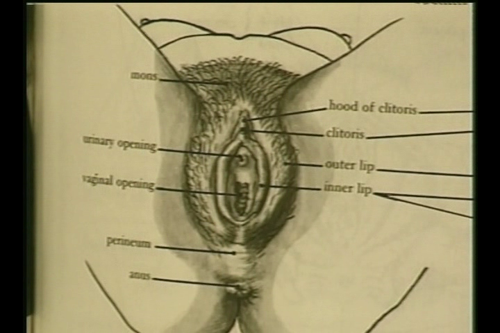 Viva La Vulva: Women's Sex Organs Revealed