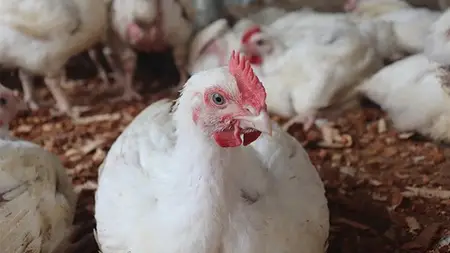 Poultry Farm Broilers Video Course