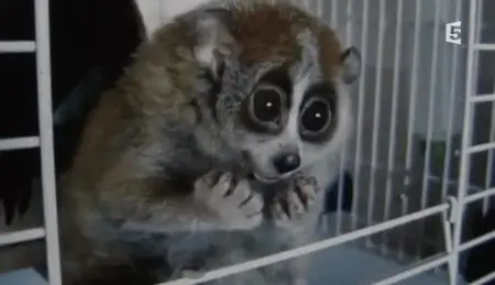 (Fr5) Des gremlins venimeux (2012)