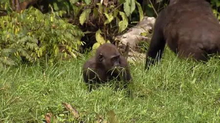 Doclights - Gorillas: Rumble in the Jungle (2020)