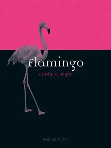 Flamingo (Animal) (repost)