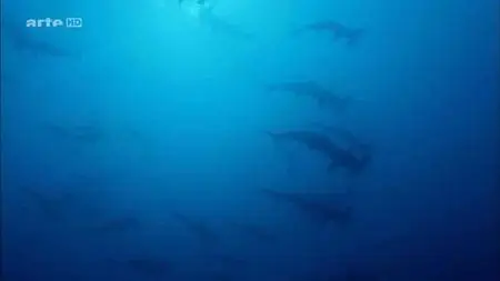 Dans le sillage des requins - Ep (02/04) - La vie secrète (2015)