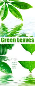 Stock Photo - Green Leaves and Water