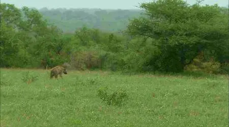 Africa's Super Seven (2008)
